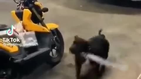 Funny and cute animal