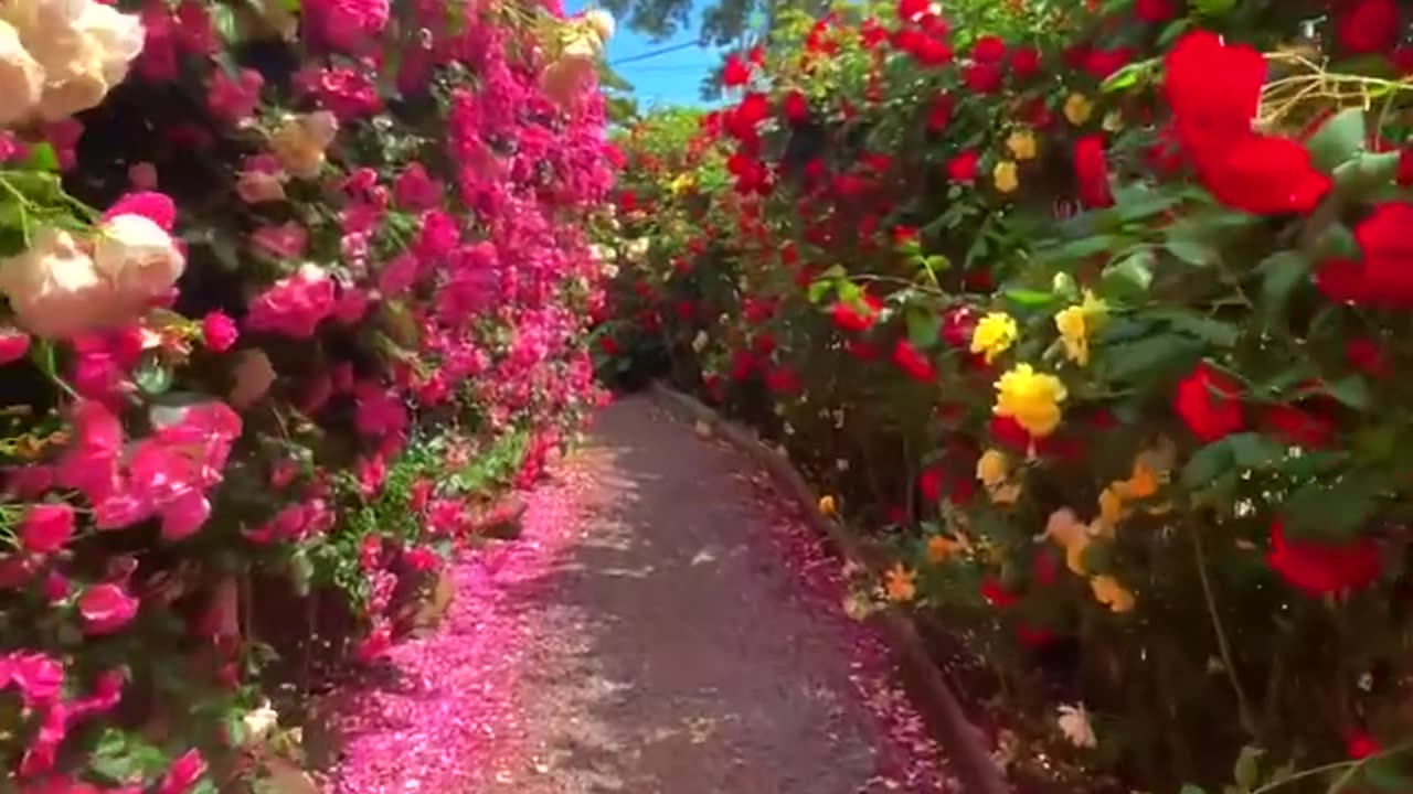 Beautiful Pink Flowers Garden Amazing Shooting