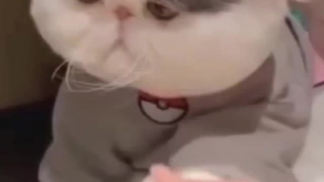 Frowning Cat Getting a paw massage