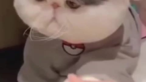 Frowning Cat Getting a paw massage
