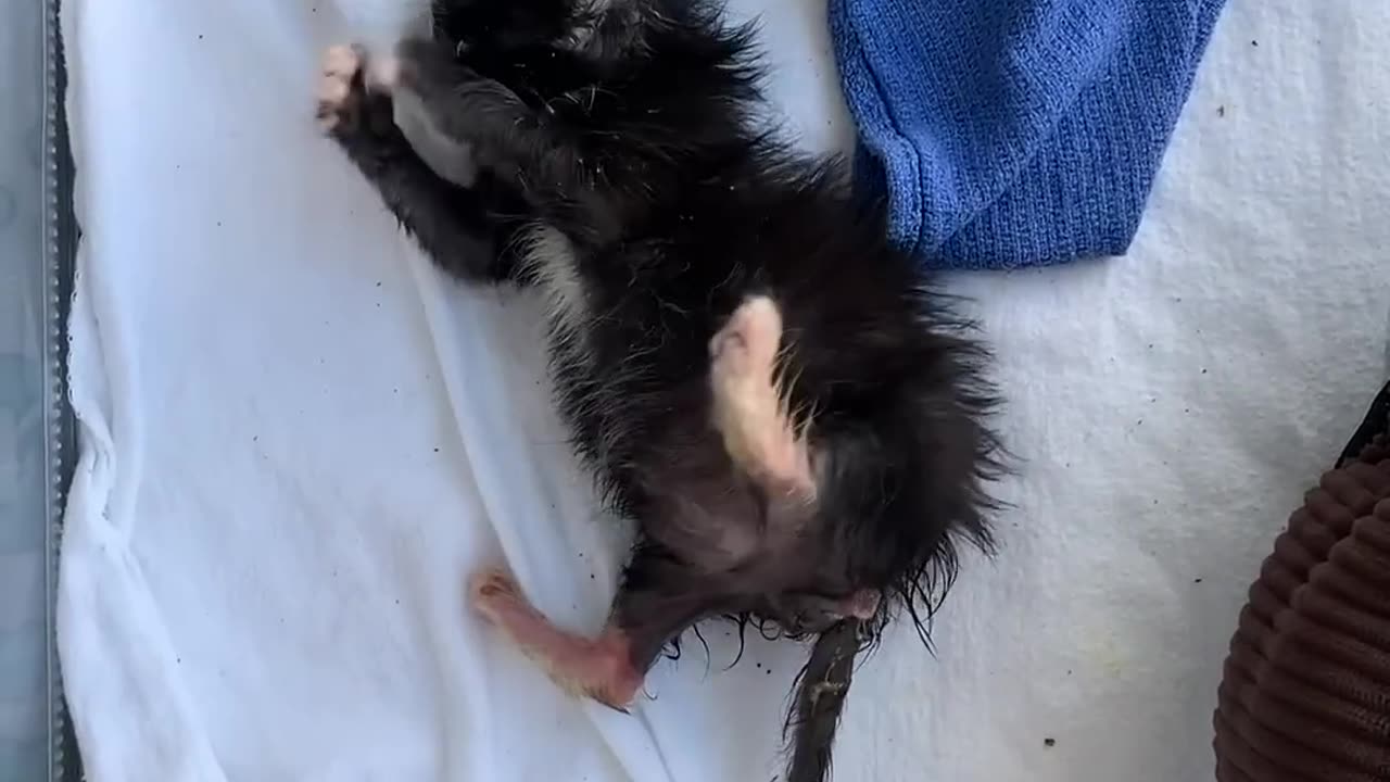 Litter Of Kittens Found Crying In Trash Bag | The Dodo Little But Fierce