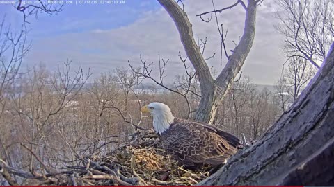 NEFL Bald Eagle Nest Cam - LIVE