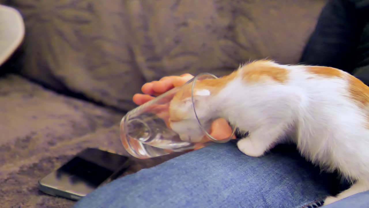 Quenching Their Thirst: The Perfect Art of Drinking Water According to Cats"