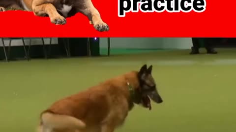 dog training videos