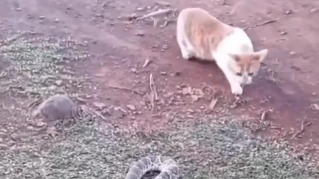 Dogs and cats funny videos