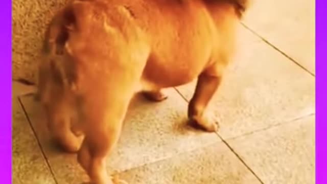 Funny animals