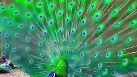 Beautiful peacock❤️🦚🦚