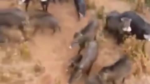 this man was beaten by hundreds of wild boars