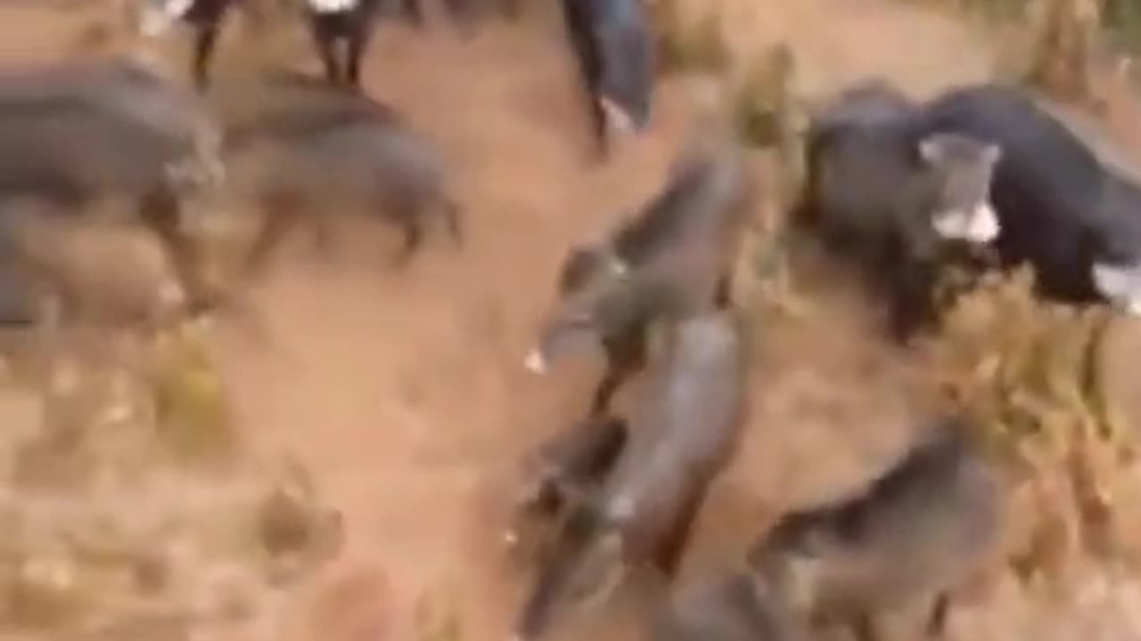 this man was beaten by hundreds of wild boars