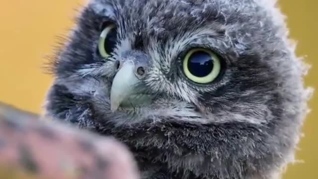 Little owl chicks