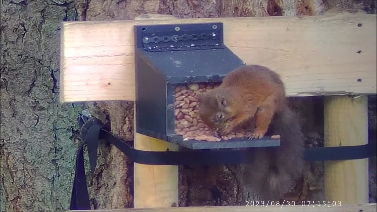 Red Squirrels infected with Grey Squirrel Pox