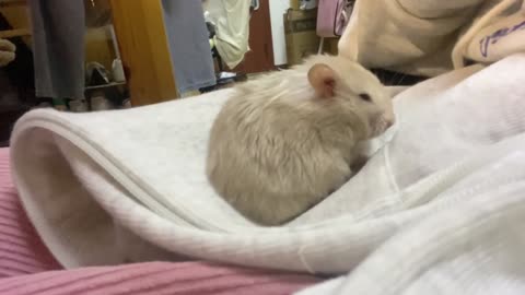 The newly raised hamster sleeps everyday