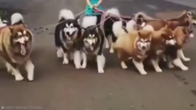 Dogs That Will Stand by Your Side No Matter What