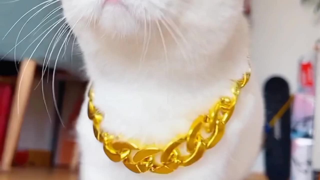 Nice cat