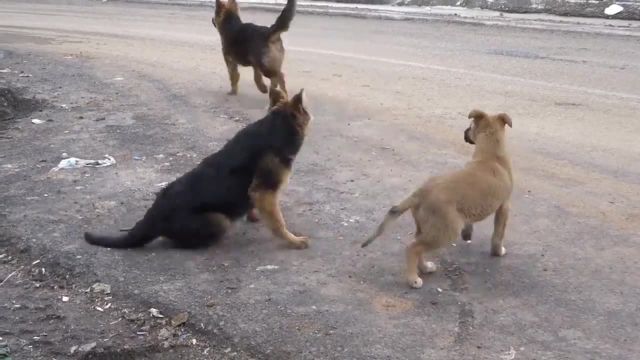 animal funny - cat dog cute and funny cat 😍