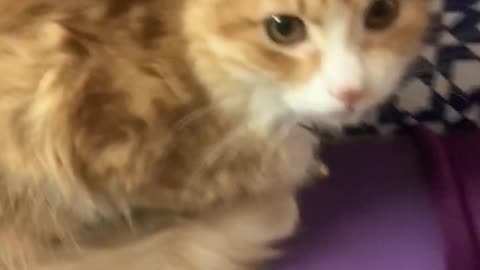 How is reaction when my cat’s filmed