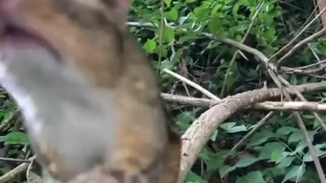 Hoarded chipmunk