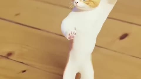 Funny cat dance