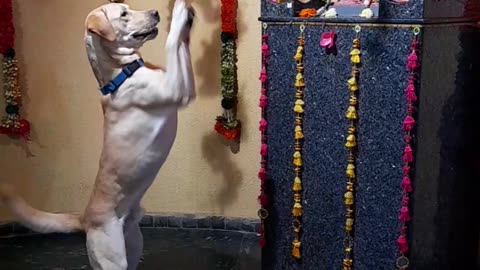 Dog worship ganesha🙏