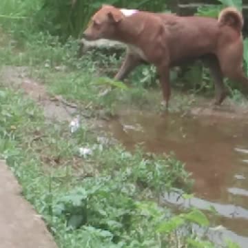 Dog Funny videos| Lovely Dog videos