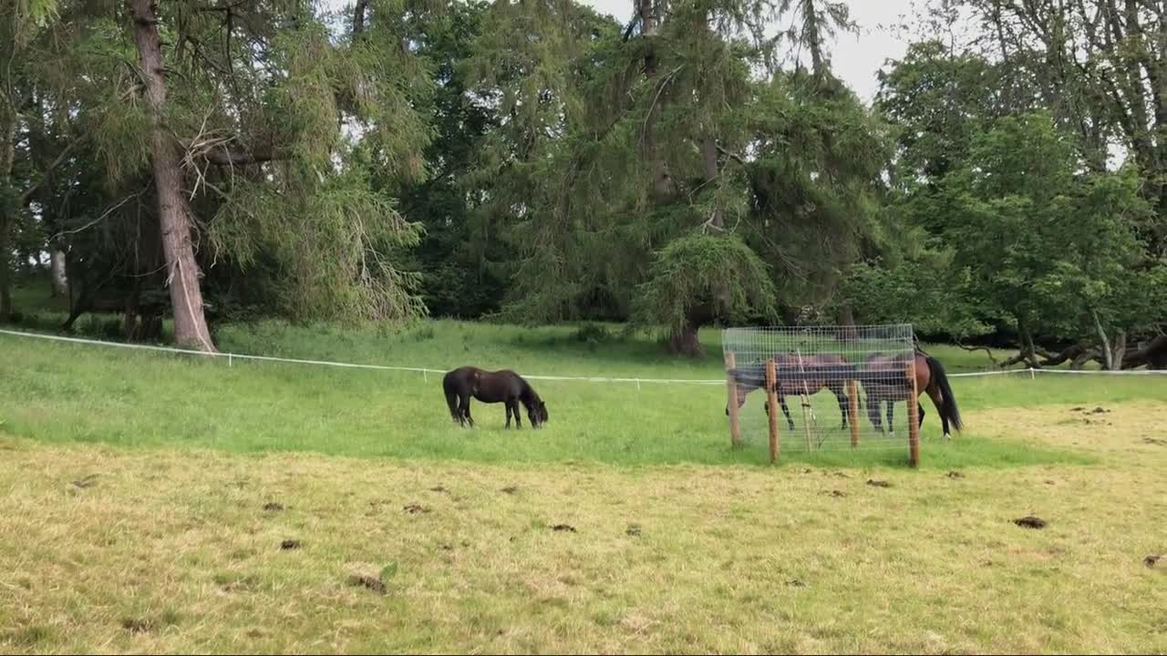 This is what horse-powered, mob-grazing regenerative farming looks like.