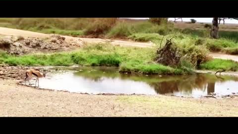 The Gazelle is Skilled