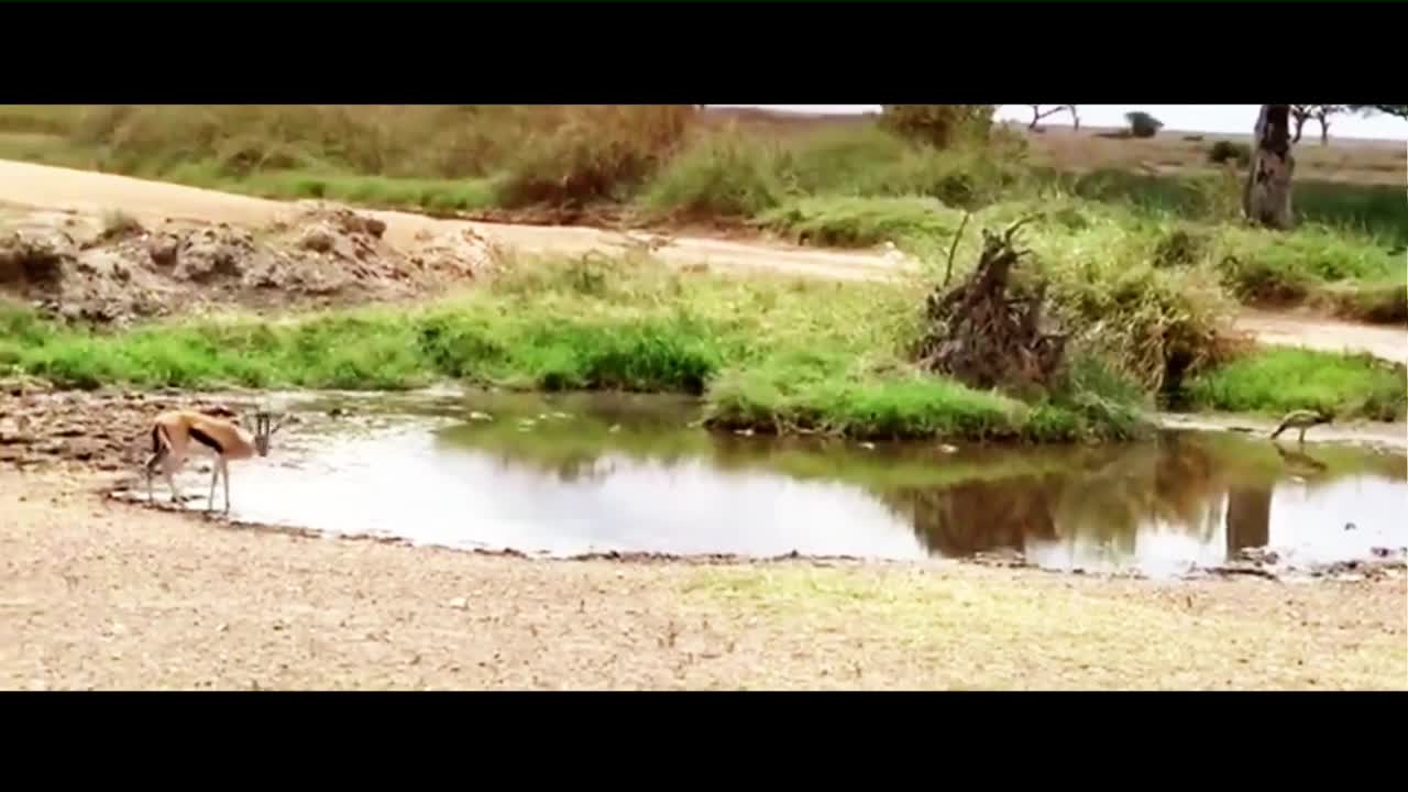 The Gazelle is Skilled