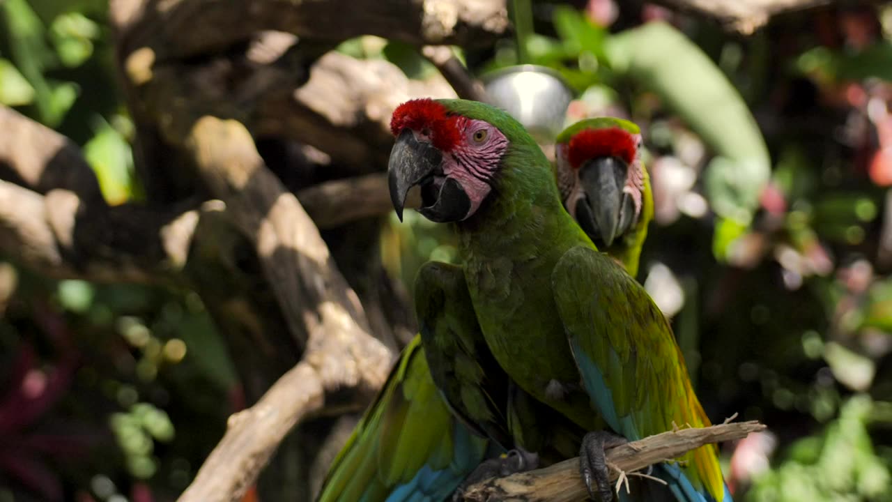 Parrots on a branch in a nature reserve