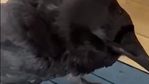 Clever Crow Solves Puzzles! 🤯