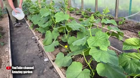 One method to grow cucumber