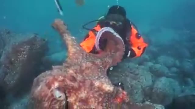 Pacific Northwest GPO Encounter