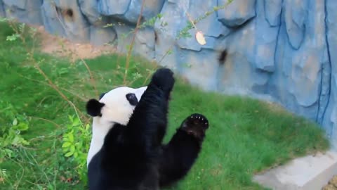 The giant panda is tempted by cravings