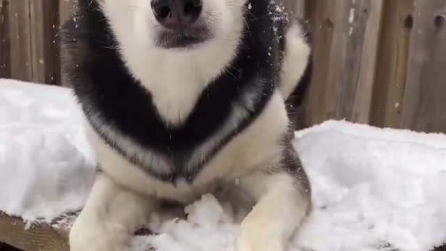 husky refuses to come inside!