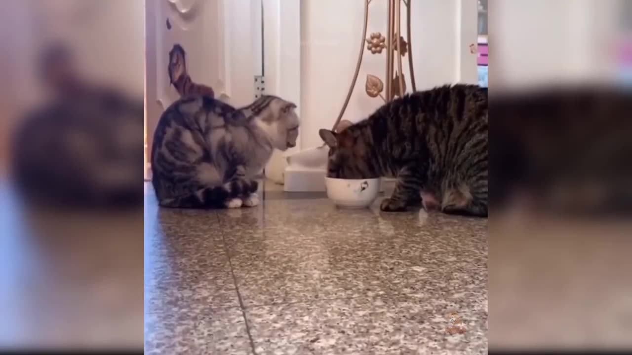 Funny cat video