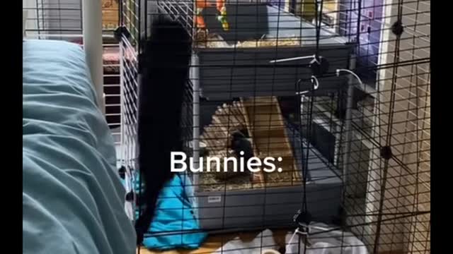 People thinking bunnies are calm, relaxed, easy pets