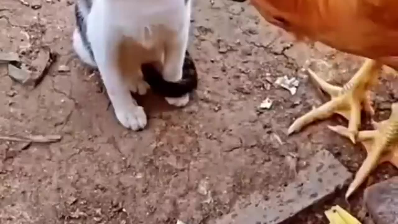 Cat vs Chicken: Watch What Happens Next and Get Ready to Laugh in 2023