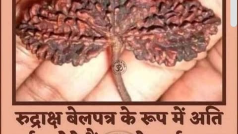 ⁣Rudraksha in the form of Belpatra #rudraks