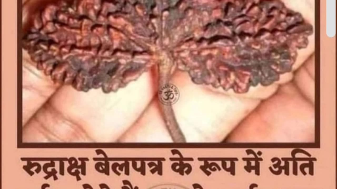 ⁣Rudraksha in the form of Belpatra #rudraks