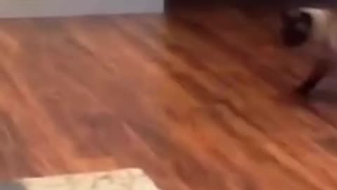 Funniest Cat And Dogs 😂 Funny Animal Videos 2023