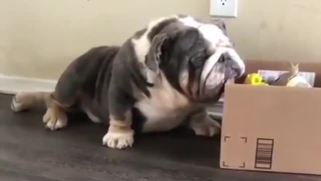 Tired Bulldog Can't Move