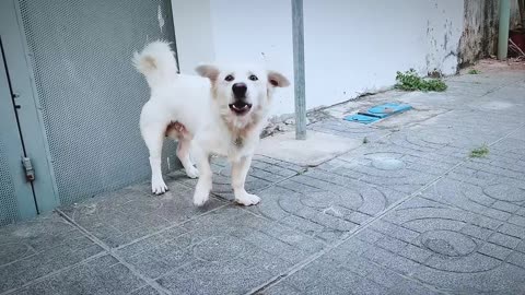 How Dog Reacts When Seeing Stranger - Running, Barking? I Viral Dog