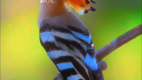 A beautiful creation of Allah