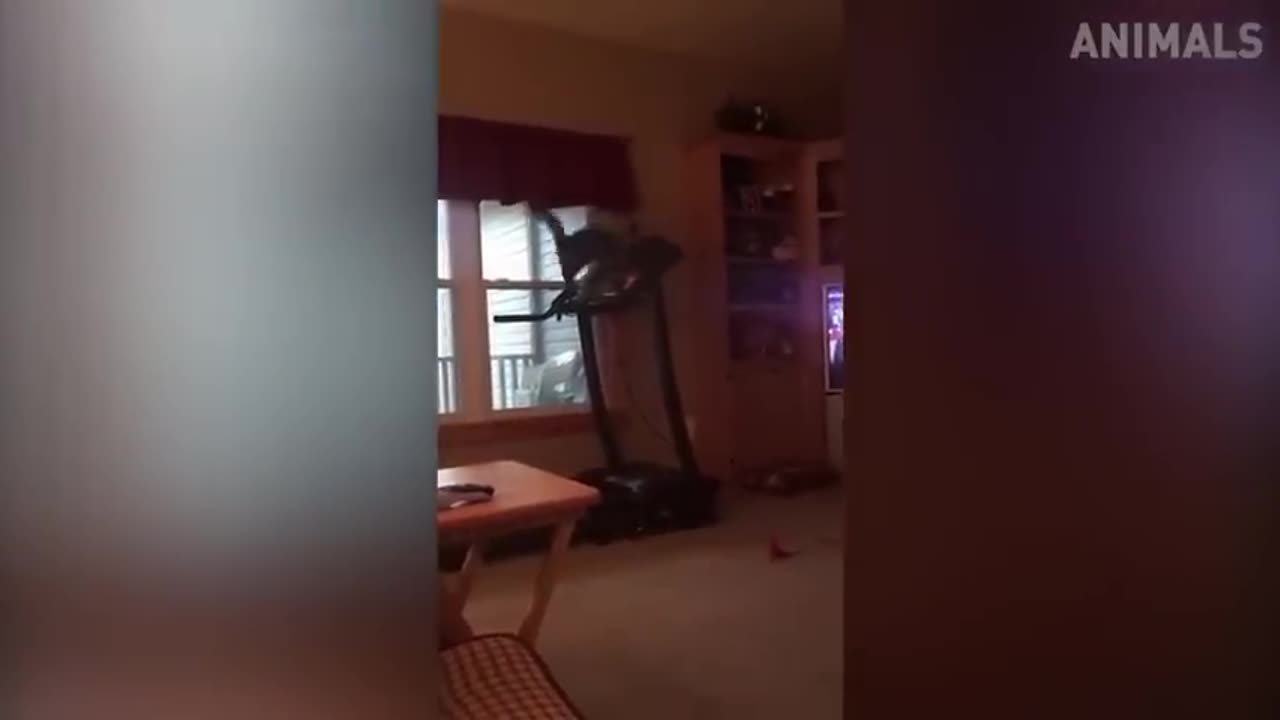 Funniest Cats - Best Funny Cat Videos