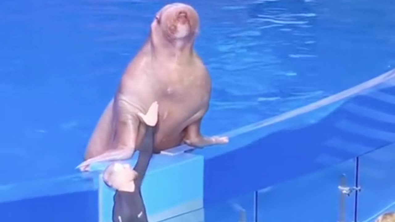 Dolphin challenge