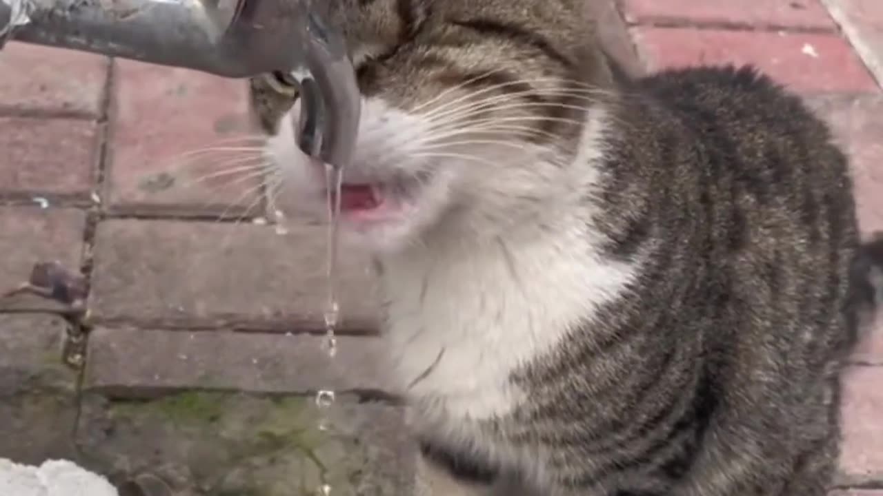 Cat hungry