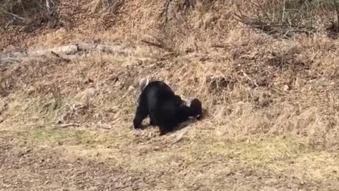 Family of Bears Cross the Street