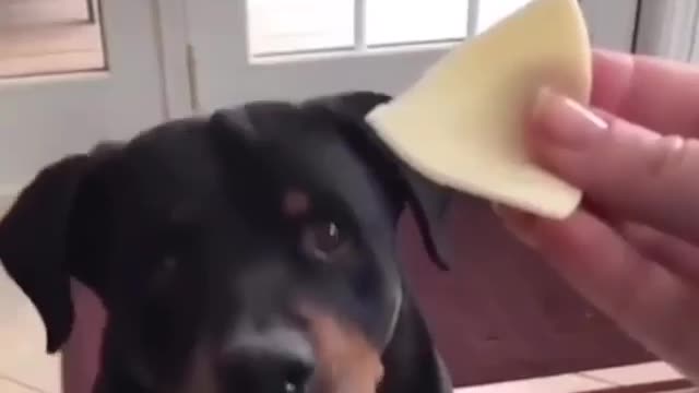 cheese or vegetable