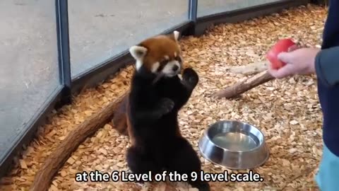 12 interesting facts about Red Panda🎋