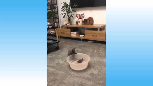 Funny and Cute Cat's Life 👯😺 Cats and Owners are the best friends Videos
