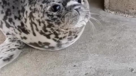 DO U KNOW WHAT A BABY SEAL SOUNDS LIKE?